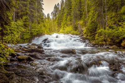 Stream flowing through rocks in forest