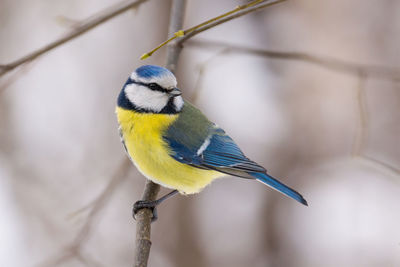 Close-up of bird perching on twig