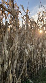 Close-up of crops on field against sky