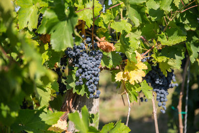 Low angle view of grapes growing in vineyard