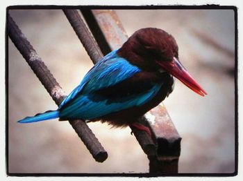 Close-up of bird against blue sky