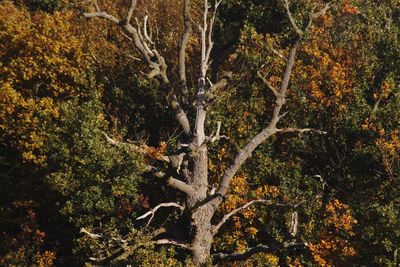 Close-up of tree