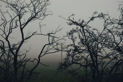 Low angle view of bare tree against sky