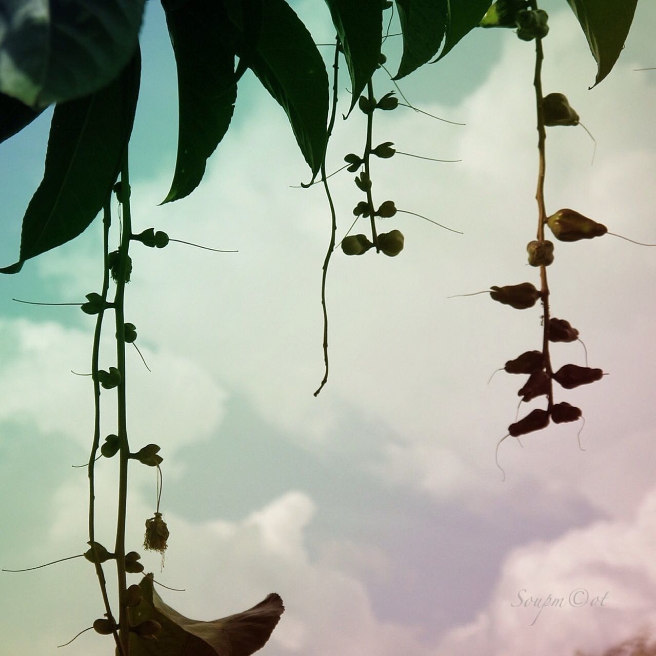 low angle view, sky, tree, cloud - sky, leaf, hanging, branch, nature, cloud, cloudy, outdoors, day, no people, growth, beauty in nature, tranquility, close-up, twig, silhouette, focus on foreground