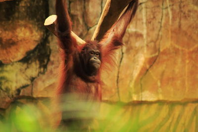 Orangutan - pongo abelii, swinging on a tree