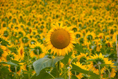 Sunflower field