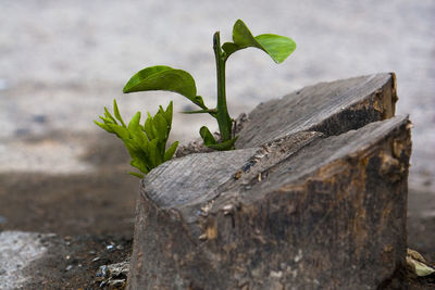 Close-up of plant against wooden wall