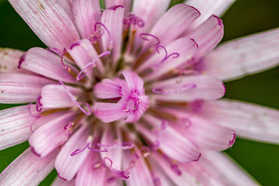 Close-up of purple flower