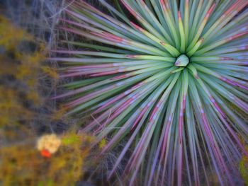 Close-up of multi colored flowers