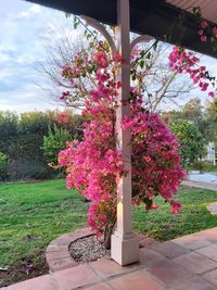 Pink flowering tree in park