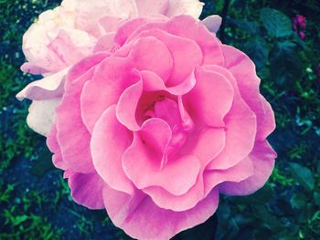 Close-up of pink rose