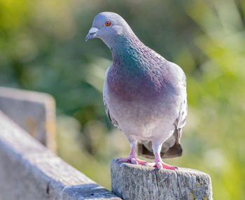 Close-up of seagull perching on wooden post