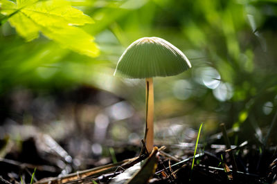 Close-up of mushroom growing on field