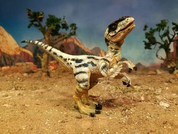 Close-up of lizard on rock