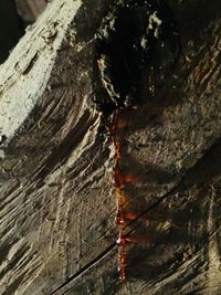 Close-up of tree trunk