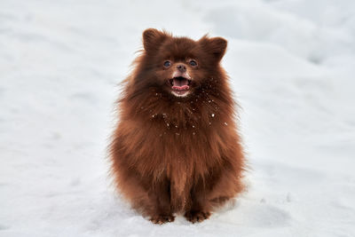 Close-up of dog