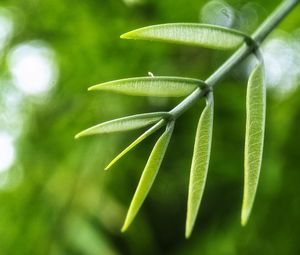 Close-up of green leaf