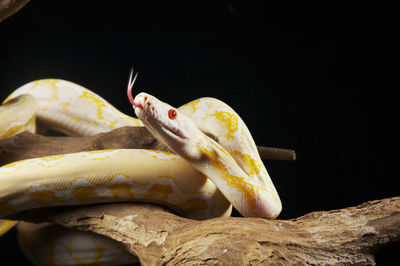 Close-up of lizard on rock against black background