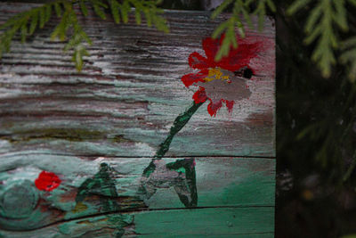 Close-up of red maple leaves on tree