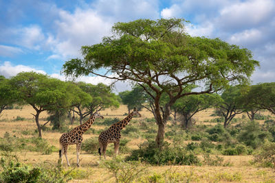 Baringo giraffe, giraffa camelopardalis, murchison falls national park, uganda