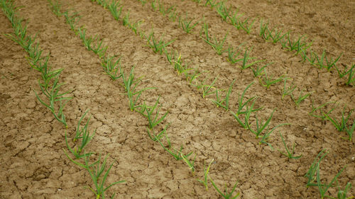 Close-up of crop growing on field