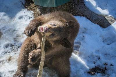 High angle view of bear in snow