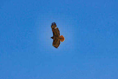 Low angle view of eagle flying against clear blue sky