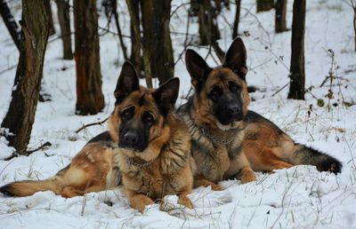 Dogs on snow field