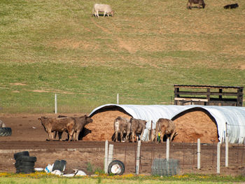 Horses grazing in field