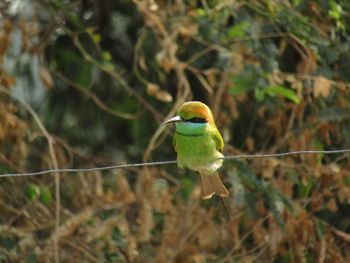 Close-up of bird perching on branch