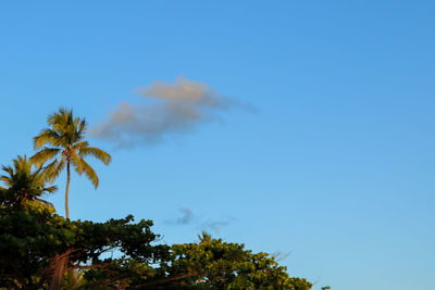 Low angle view of trees against clear blue sky