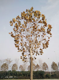 Low angle view of tree against sky