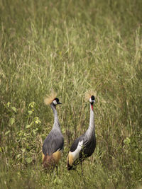 Ducks on a field