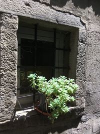 Potted plants on window of abandoned house