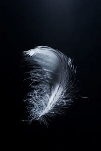 Close-up of feather against black background