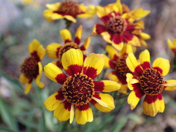 Close-up of yellow flowers blooming outdoors