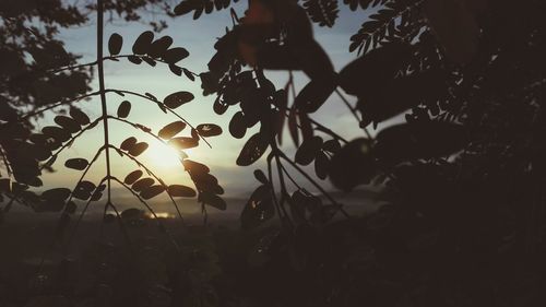 Low angle view of silhouette trees against sky