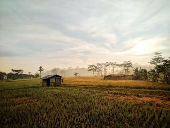 Panoramic view of rice fields in a village in indonesia at sunrise