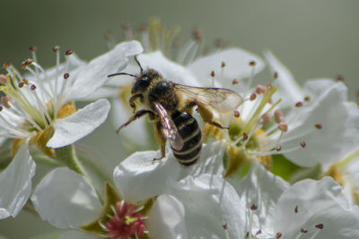 Close-up of bee pollinating on white flower