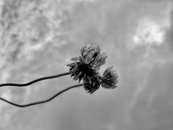 Close-up of flowering plant