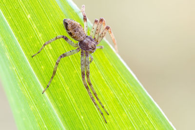 Close-up of spider on leaves