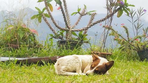 Cat by plants on field