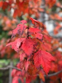 Close-up of red autumn tree