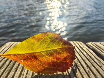 Close-up of yellow leaf against water
