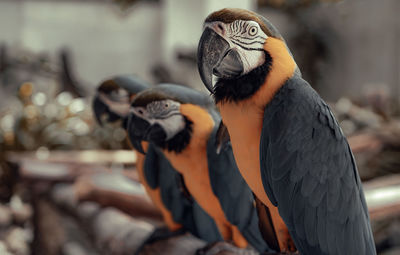 Close-up of two birds perching