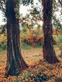 Trees in forest during autumn