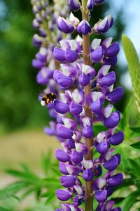 Close-up of bee pollinating on purple flower