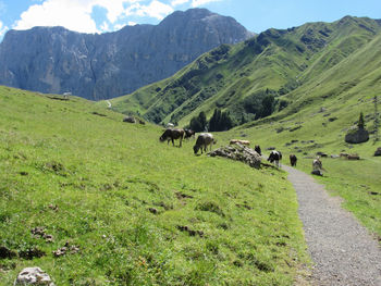 View of sheep on grassy field