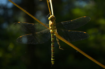 Close-up of dragonfly on leaf