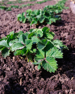 Close-up of plant